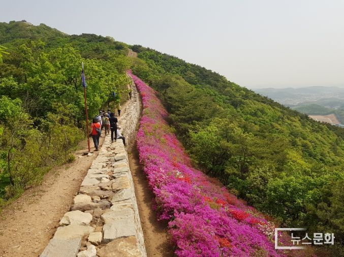 '지금은 문수산이 키워낸 영산홍이 절정'