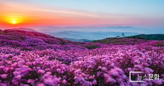 합천 황매산 지킴이들이 알려주는 철쭉 관람 꿀팁!
